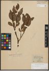 Foto von Salix phylicifolia L.